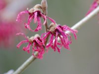 Hamamelis × intermedia Rehd. Ruby Glow