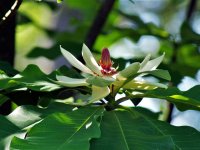 Magnolia ×pruhoniciana šácholan průhonický