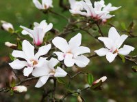 Magnolia kobus šácholan japonský