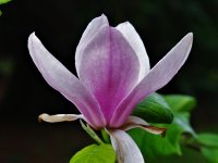 Magnolia x soulangiana šácholan Soulangeův