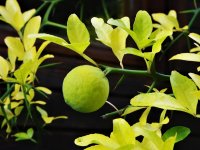 Poncirus trifoliata citronečník trojlistý