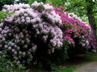 Rhododendrony pěnišníky