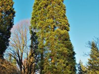 Sequoiadendron giganteum sekvojovec obrovský