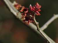 Hamamelis × intermedia 'Jelena'  vilín prostřední