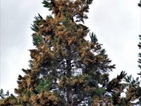 Sequoiadendron giganteum (sekvojovec obrovský) pohled do vrcholu koruny