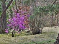 Rhododendron sichotense (pěnišník z pohoří Sichote-Alin na ruském Dálném východě)