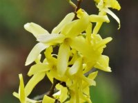 Forsythia ×intermedia 'Primulina'  (zlatice prostřední) okrasný kultivar