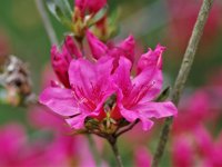 Rhododendron obtusum 'Labe'  (pěnišník tupý)