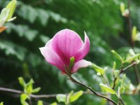 Magnolia ×soulangiana 'Lennei'  (šácholan Soulangeův) okrasný kultivar