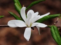 Magnolia stellata  (šácholan hvězdokvětý) Japonsko