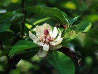 Magnolia hypoleuca  (šácholan obvejčitý) Japonsko, stř. Čína