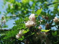 Robinia viscosa  (trnovník lepkavý) vých. část USA