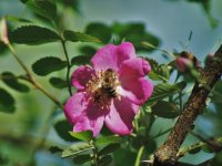 Rosa ×highdownensis (růže highdownská)