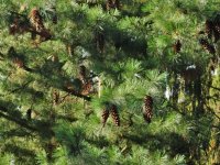 Pinus ayacahuite (borovice mexická) Guatemala, Honduras, Mexiko, Salvador