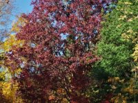 Quercus alba (dub bílý) jihových. Kanada a vých. část USA