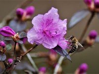 Rhododendron sichotense - pěnišník z pohoří Sichote-Alin na ruském Dálném východě