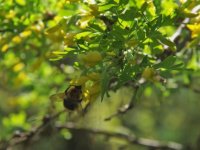 Caragana arborescens 'Pendula' (čimišník stromovitý)