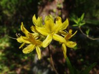 Rhododendron sp. (pěnišník)