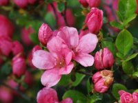Rhododendron obtusum 'Morava' (pěnišník tupý)