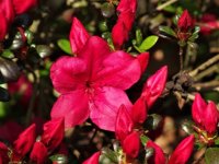 Rhododendron obtusum 'Maruschka' (pěnišník tupý)