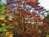 Acer palmatum (javor dlanitolistý) Korea, Japonsko