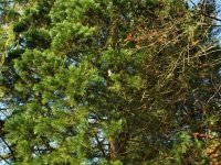 Sequoiadendron giganteum (sekvojovec obrovský) Kalifornie