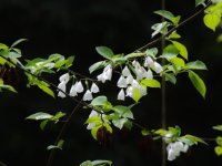 Halesia monticola var. vestita (halezie horská) USA