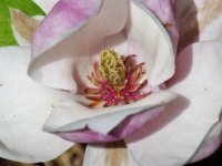 Magnolia × soulangiana 'Lennei' (šácholan Soulangeův)