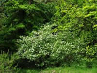 Viburnum cotinifolium (kalina rujolistá) Himálaj