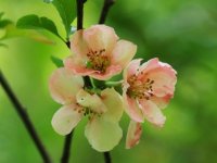 Chaenomeles sp. (kdoulovec)