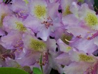 Rhododendron sp. (pěnišník)