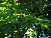 Magnolia hypoleuca (šácholan obvejčitý) Japonsko, stř. Čína